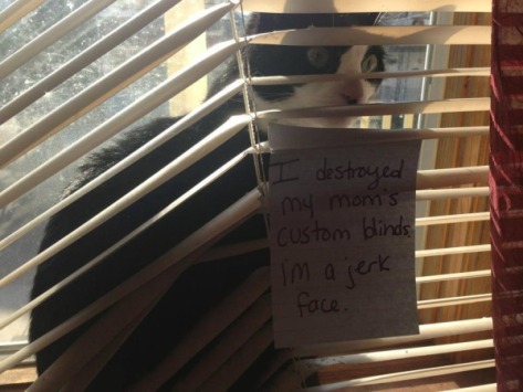 pretty-cat-destroyed-custom-blinds-then-in-bad-mode-001
