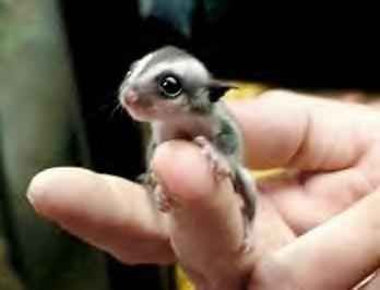 how-small-an-animal-could-be-images-00004